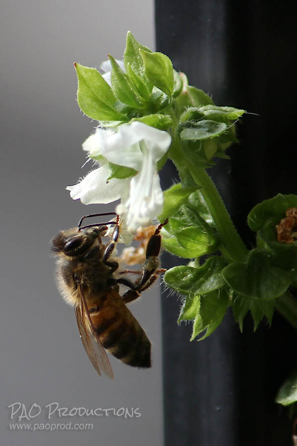 Bee visiting sweet basil flower
