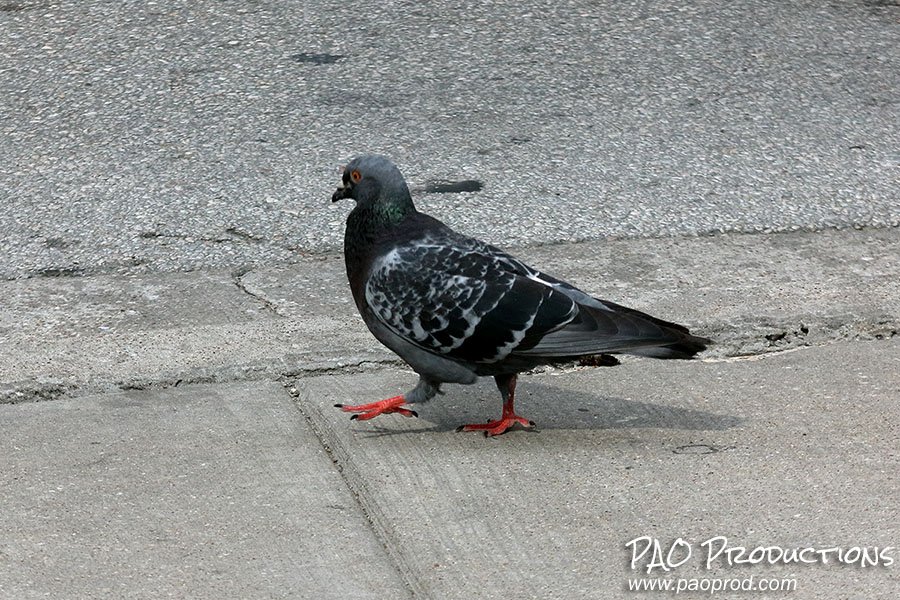 orange-footed pigeon