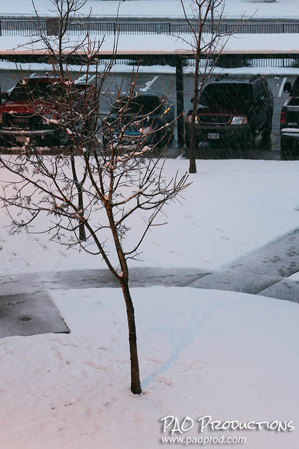 Snow day in Allen, Texas, February 11, 2010