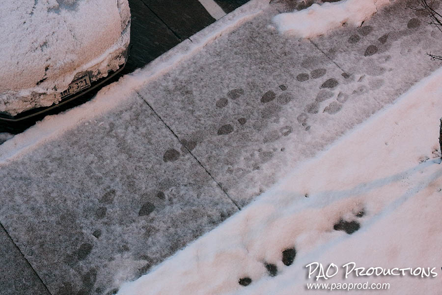 Snow day in Allen, Texas, February 11, 2010