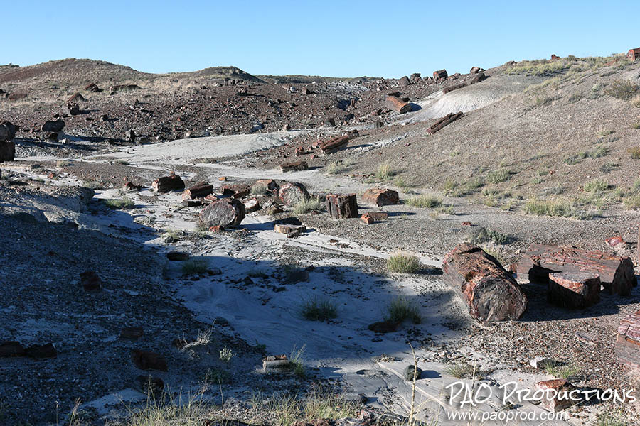 Petrified Forest, October 2021
